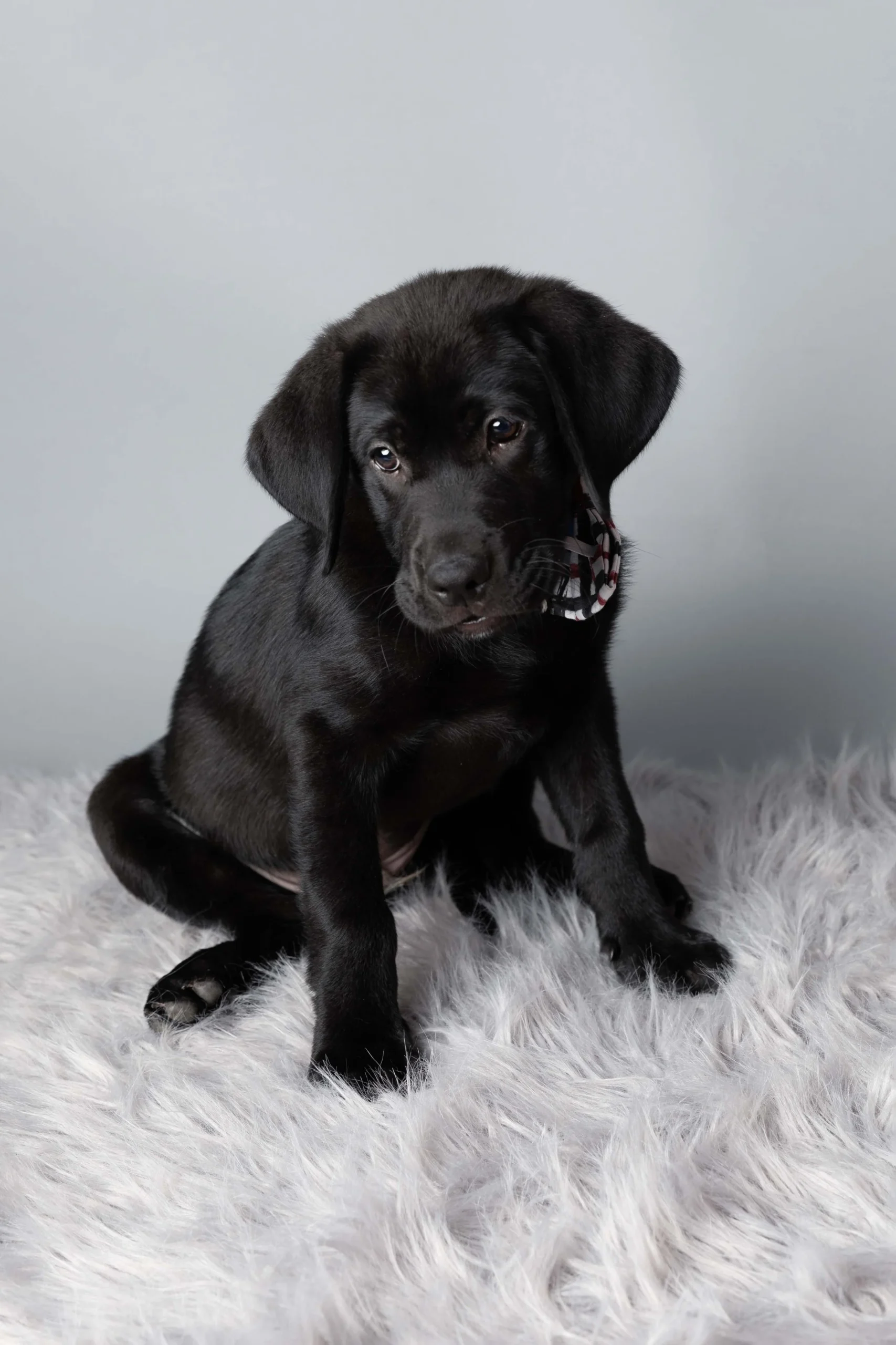 A black Labrador puppy sitting on a white fluffy rug, wearing a checkered bow tie, with a neutral gray background.