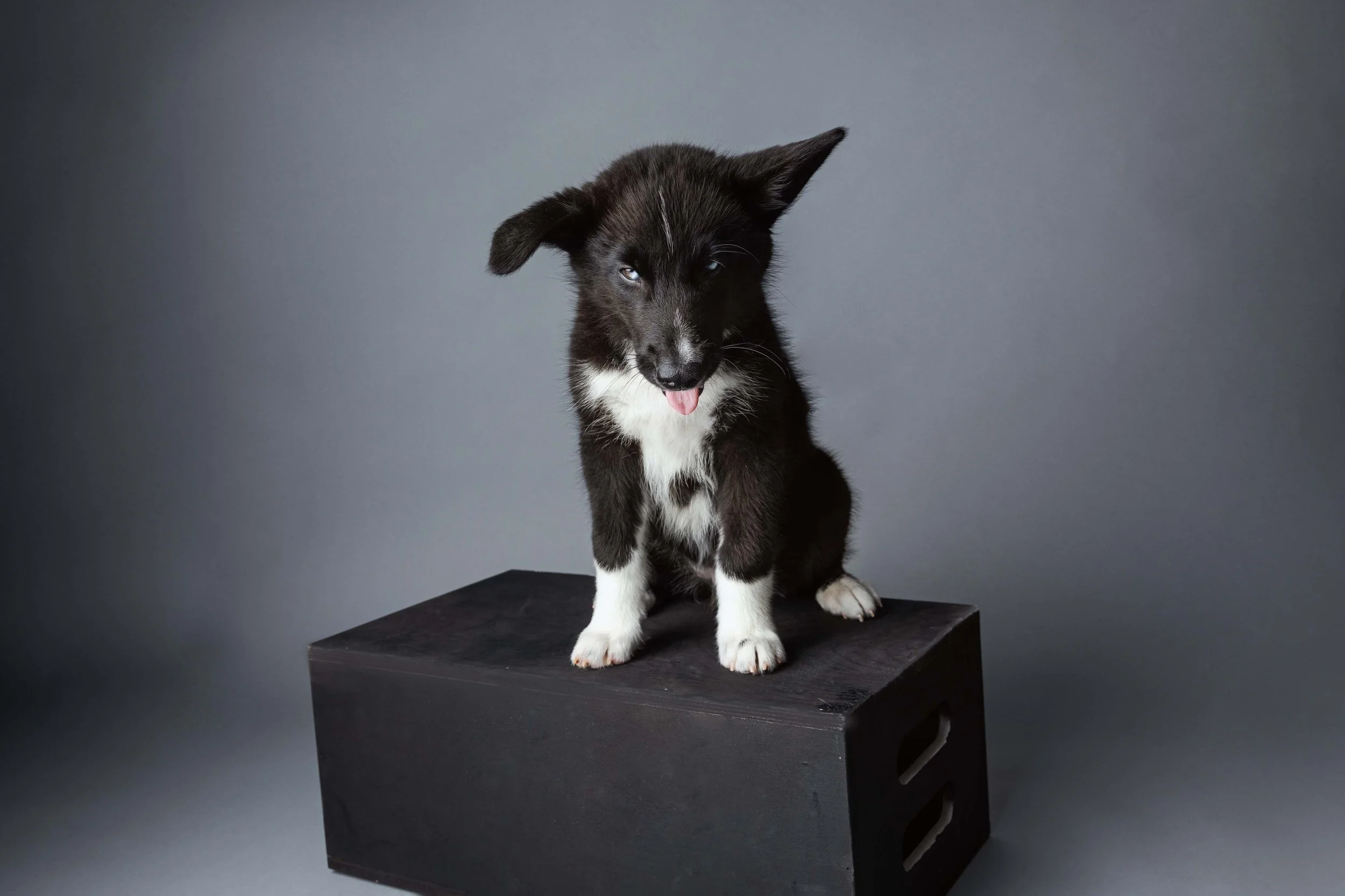 Cute black and white puppy with one ear flopped and tongue out, sitting on a black box against a gray background.